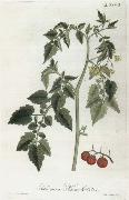 Alexander von Humboldt, Lycopersicum esculentum